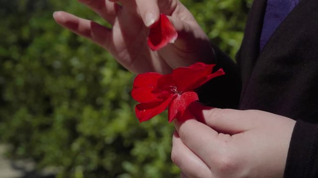 Woman plucking petals off red Spanish rose one by one, Slow Motion Close Up