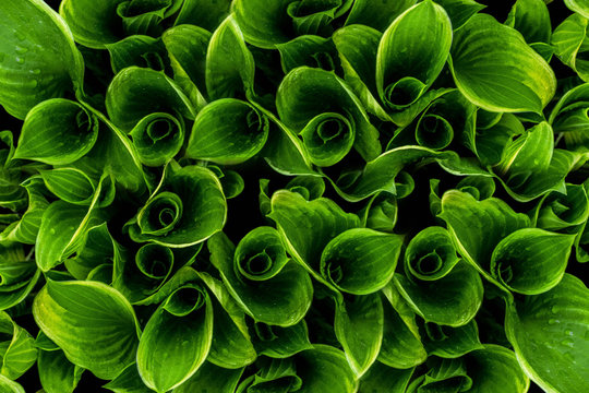 Green leaves. Green leaves background texture. Creative layout made of green leaves.