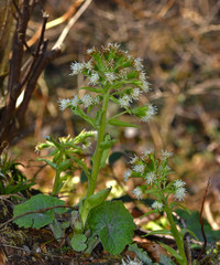 Weiße Pestwurz; Pestwurz; Petasites albus;