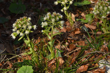 Weiße Pestwurz; Pestwurz; Petasites albus;