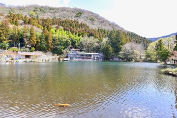 Obraz premium View of Kinrin Lake with Koi Fish in the Water