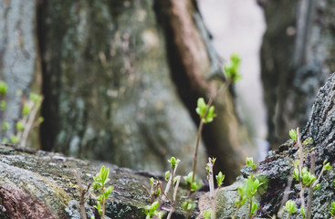 Moss growth on tree branch. Tree branch is cutted. Copy space on top of picture. Early spring leafs visible