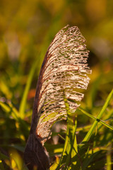 Samen eines Baumes mit Rotationsflügel steckt im Rasen und leuchtet im Gegenlicht