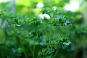 Fototapeta na wymiar Close-up of a lush green parsley