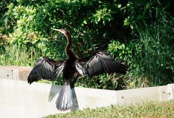 Florida bird: Anhinga	
