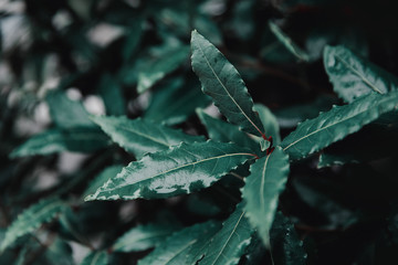 Closeup of green leaves after rain, water drops