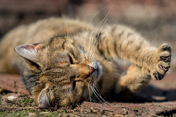Cute lazy cat
