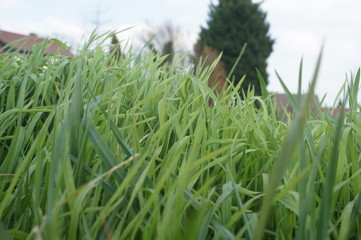 grass,grass, green, field, nature, plant, summer, agriculture, wheat, meadow, spring, landscape, grain, farm, growth, outdoors, fresh, texture, food, natural, flora, close-up, 