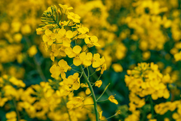 A rapeseed field, seen near Atcham, Shropshire, England, UK