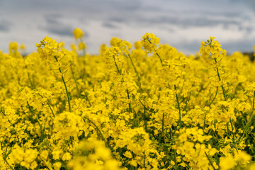 Obraz premium A rapeseed field and grey clouds, seen near Atcham, Shropshire, England, UK