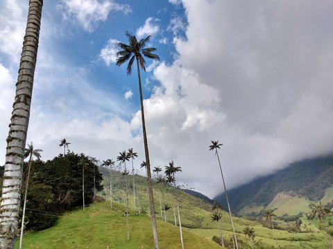 Palma de cera - Parque Cocora