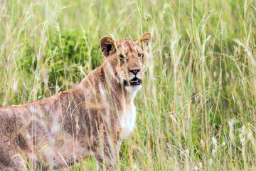 Lioness in high grass