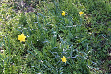 Fr&uuml;hlingserwachen