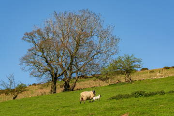 Obraz premium Sheep and lamb grazing on a lawn, seen between Church Stretton and Hope Bowdler, Shropshire, England, UK