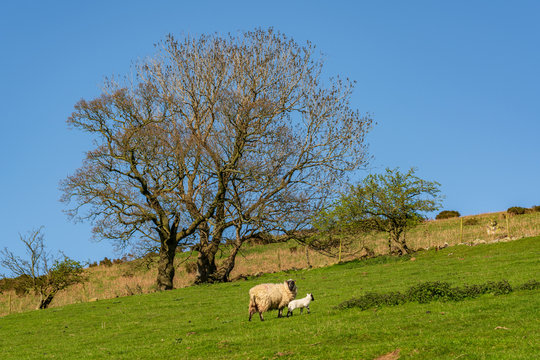 Sheep and lamb grazing on a lawn, seen between Church Stretton and Hope Bowdler, Shropshire, England, UK