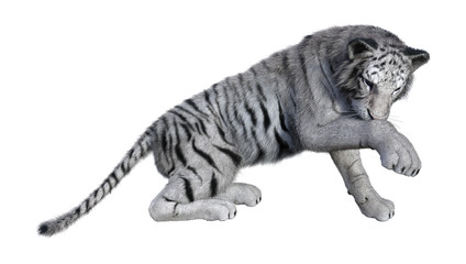 3D Rendering White Tiger on White