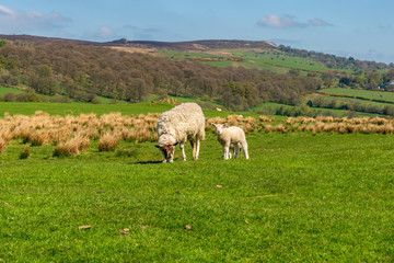 Obraz premium Shropshire landscape and a sheep and a lamb on a meadow at the Stiperstones National Nature Reserve, England, UK
