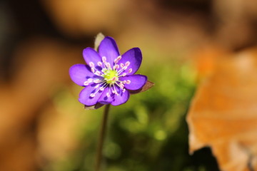 leberblümchen