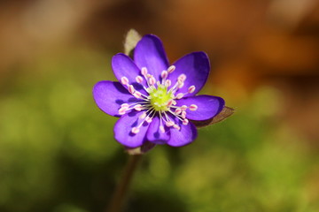 leberblümchen