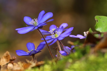 leberblümchen