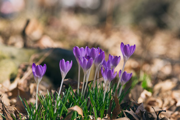 purple crocus flowers in the Spring