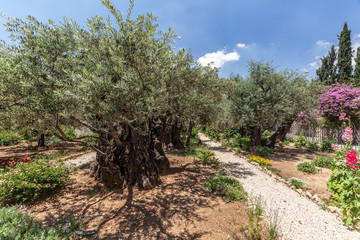Fototapeta premium Nice view of garden Gethsemane