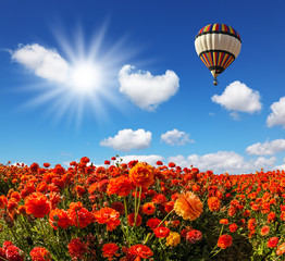 Fototapeta premium The fields of red garden buttercups