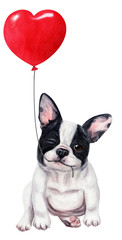 Cute french bulldog puppy with red balloon. Hand drawn watercolor - 258746962