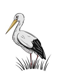 the White Stork, hand drawn vector illustration
