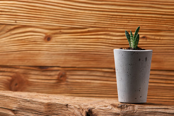 Succulents in diy concrete pot. Only planted in pots. On wooden background. the concept of home comfort