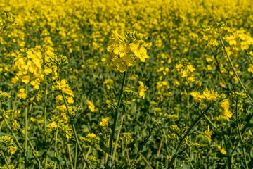 A rapeseed field, seen near Bishop's Castle, Shropshire, England, UK
