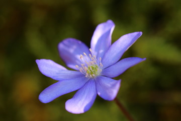 Fototapeta premium leberblümchen
