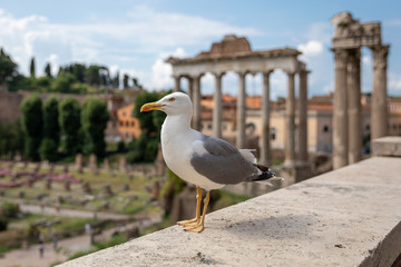 Mediterranean gull seating on stones of Roman forum in Rome, Italy