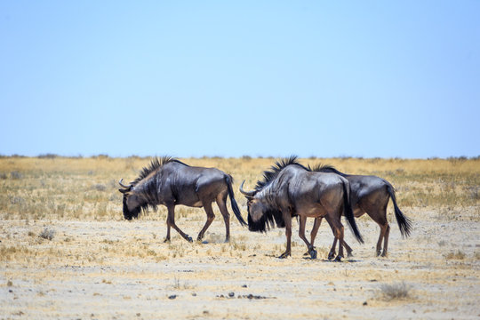 Gnou Animal pendant un safari au parc Etosha en Namibie