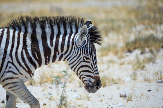 Z&egrave;bre de Namibie dans la savane du parc Etosha