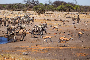 Fototapeta na wymiar Zèbres de Namibie dans la savane du parc Etosha