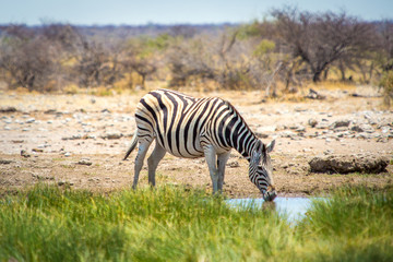 Fototapeta premium Zèbre de Namibie dans la savane du parc Etosha