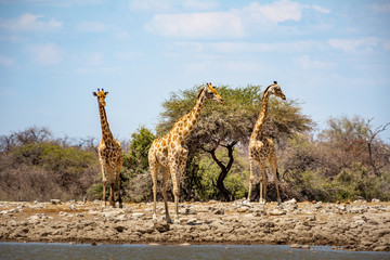 Plusieurs girafes dans la savane en Namibie Safari