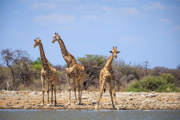 Girafes dans le parc national Etosha en Namibie