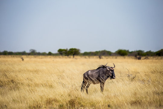 Gnou Animal pendant un safari au parc Etosha en Namibie