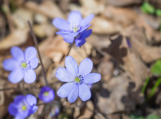close up blooming blue liverwort or kidneywort flower Anemone hepatica or Hepatica nobilis on dirt background, selective focus, copy space, spring floral backdrop