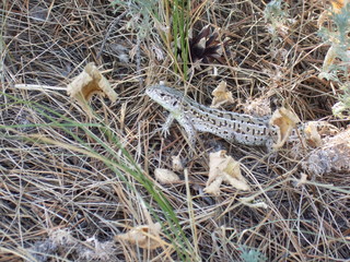 Summer day. Spotted a beautiful lizard basking in the sun.