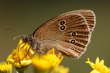 Brauner Waldvogel