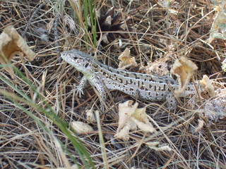 Summer day. Spotted a beautiful lizard basking in the sun.