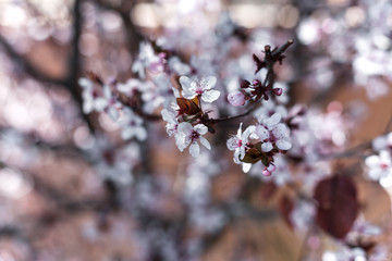 Natural background of blossoming cherry in a spring day