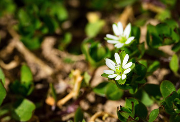 two white flowers weed Stellaria media