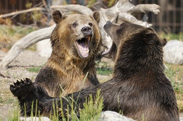 Fototapeta premium jeux de Bagarre