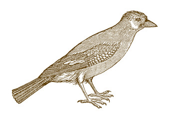 Eurasian jay (garrulus glandarius) in side view. Illustration after a historical woodcut from the 16th century