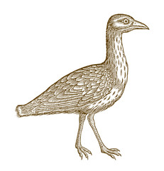 Walking eurasian stone curlew, eurasian thick-knee or stone-curlew (burhinus oedicnemus). Illustration after a historic woodcut from the 16th century