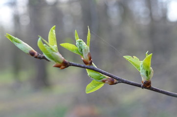 Czeremcha, młode liście i paki kwiatowe na gałązce,  Padus avium  © Ewa